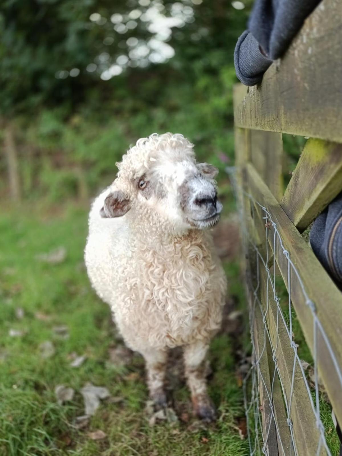 The Lambing Shed, Cornwall 얼터넘 외부 사진