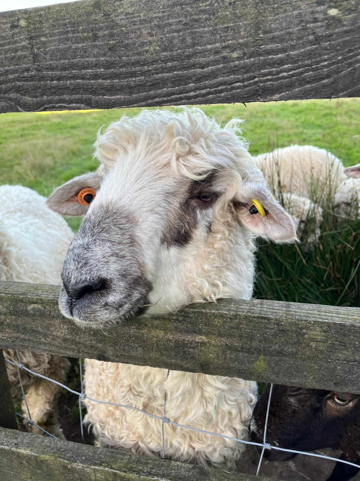 The Lambing Shed, Cornwall 얼터넘 외부 사진